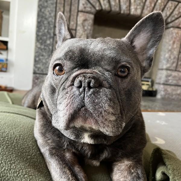 Gotti — thumbnail 6