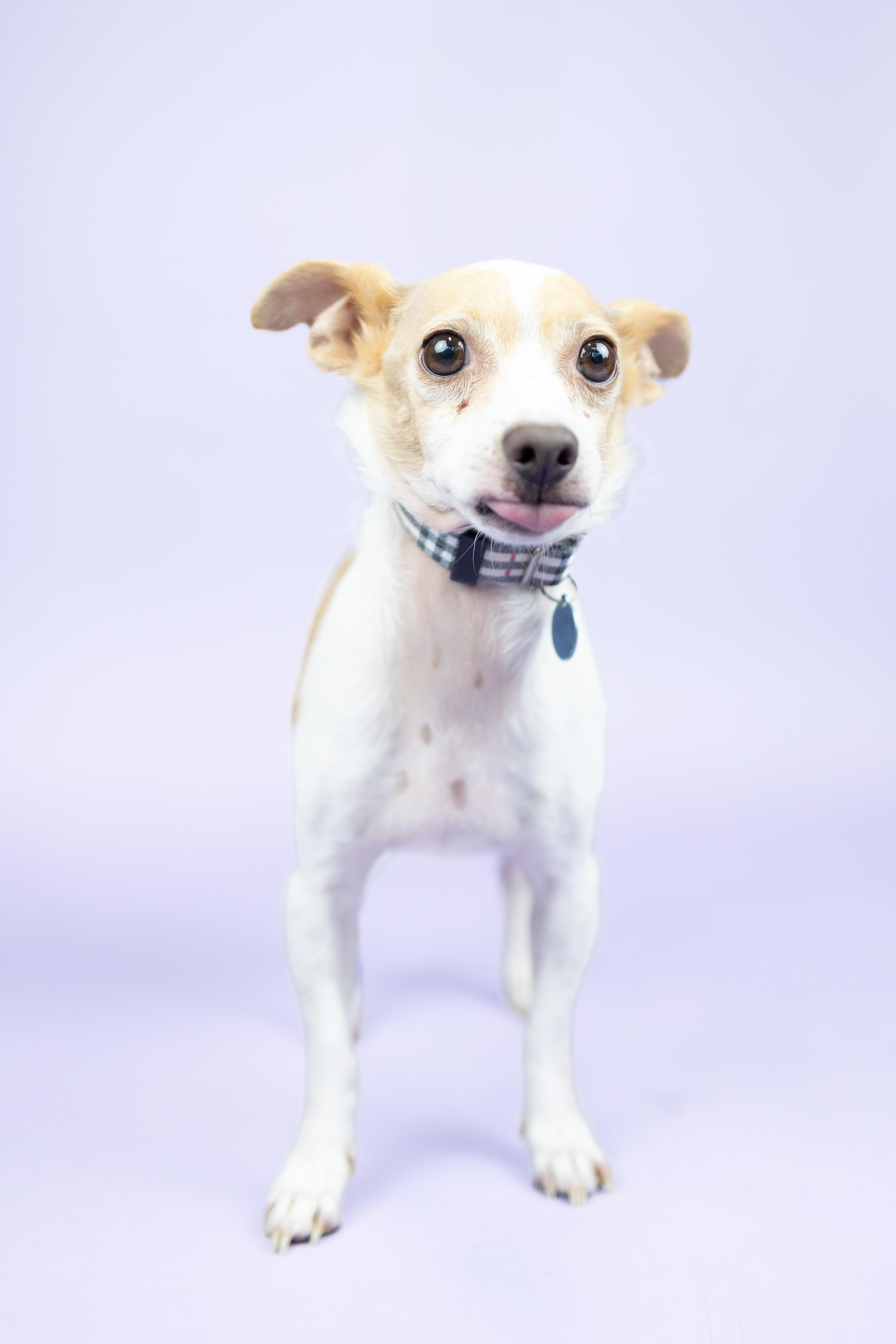 Max, adoptable, Adult Male Chihuahua.