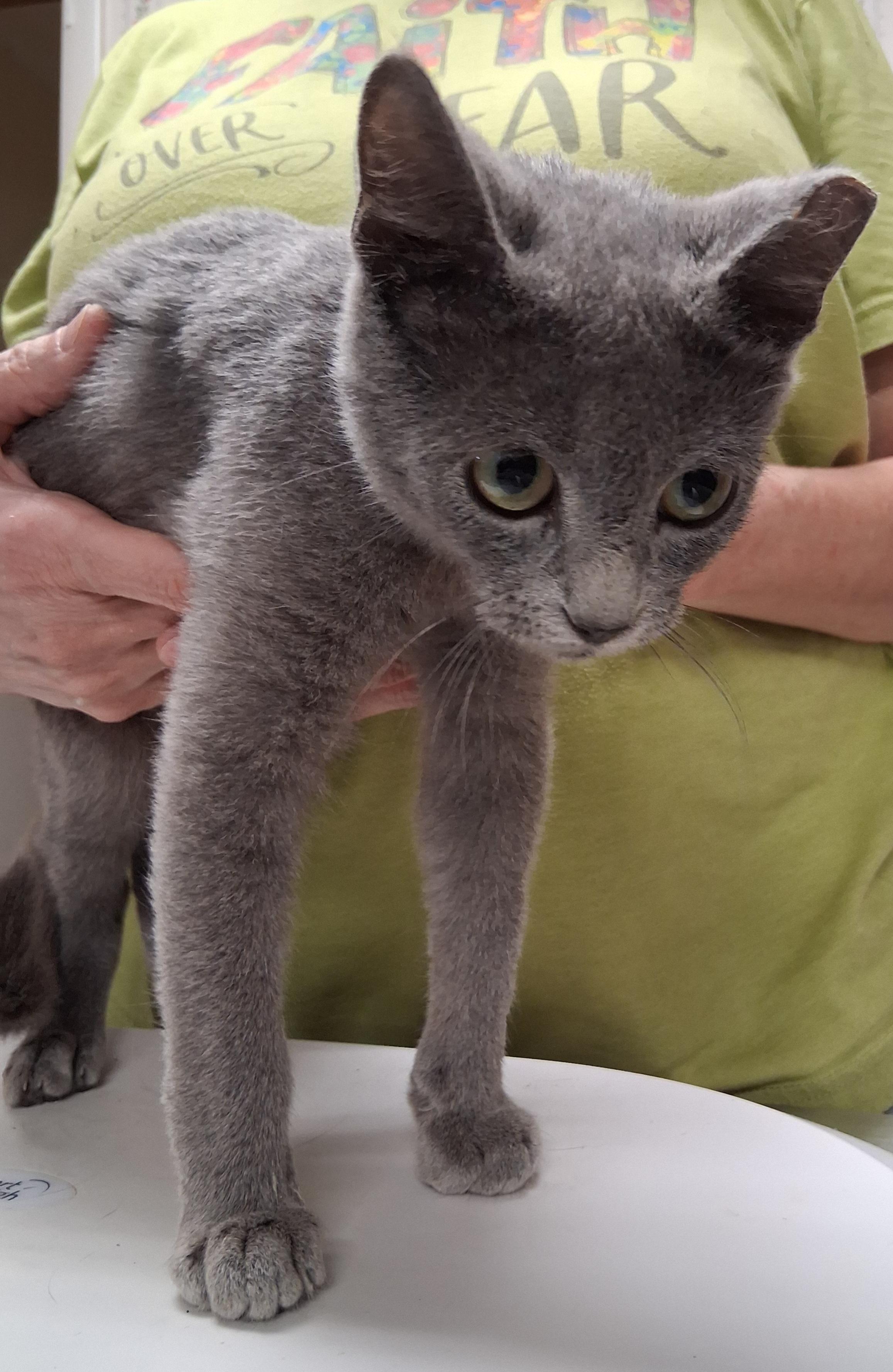 Eevee, Adoptable, Kitten Female Domestic Short Hair.
