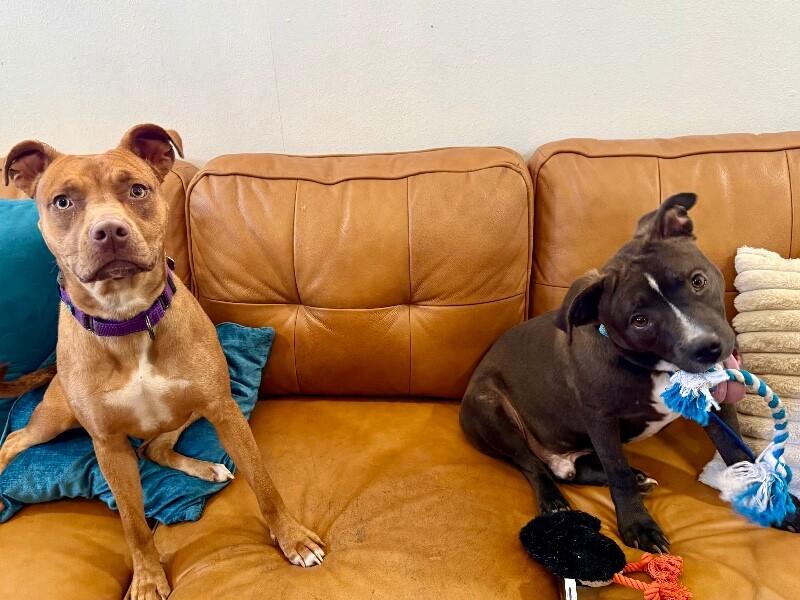 Preston Bunny Certified Squish Boy