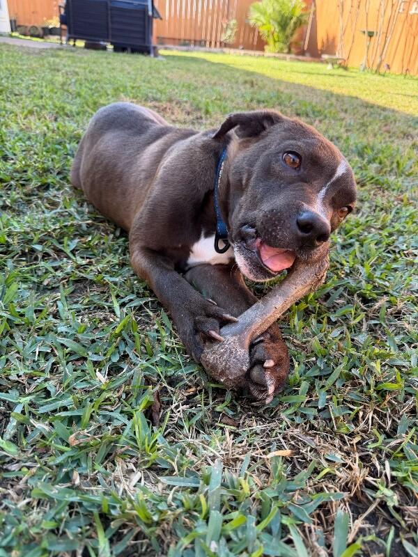 Preston Bunny Certified Squish Boy — thumbnail 2