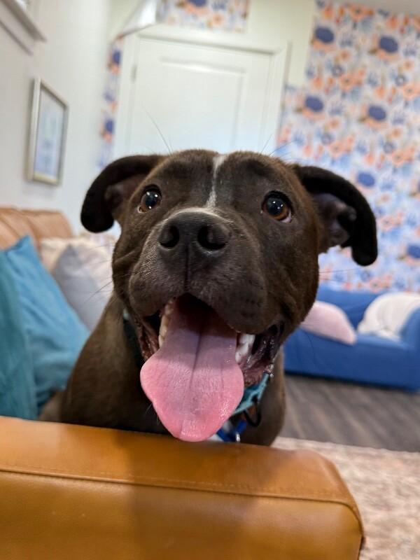 Preston Bunny Certified Squish Boy — thumbnail 5