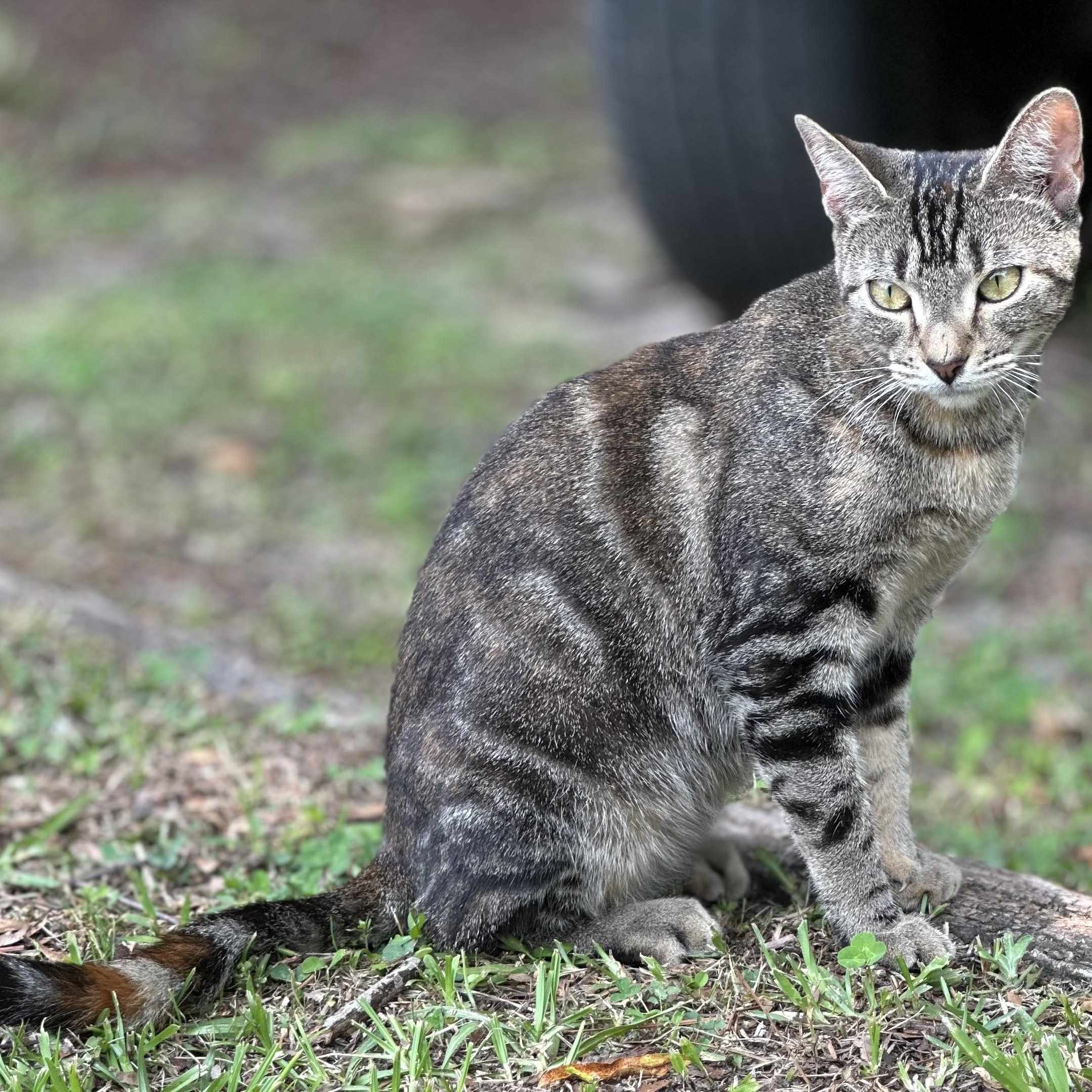Enlarge Seraphina, a Adoptable Domestic Short Hair in Clinton, NC image 4/6