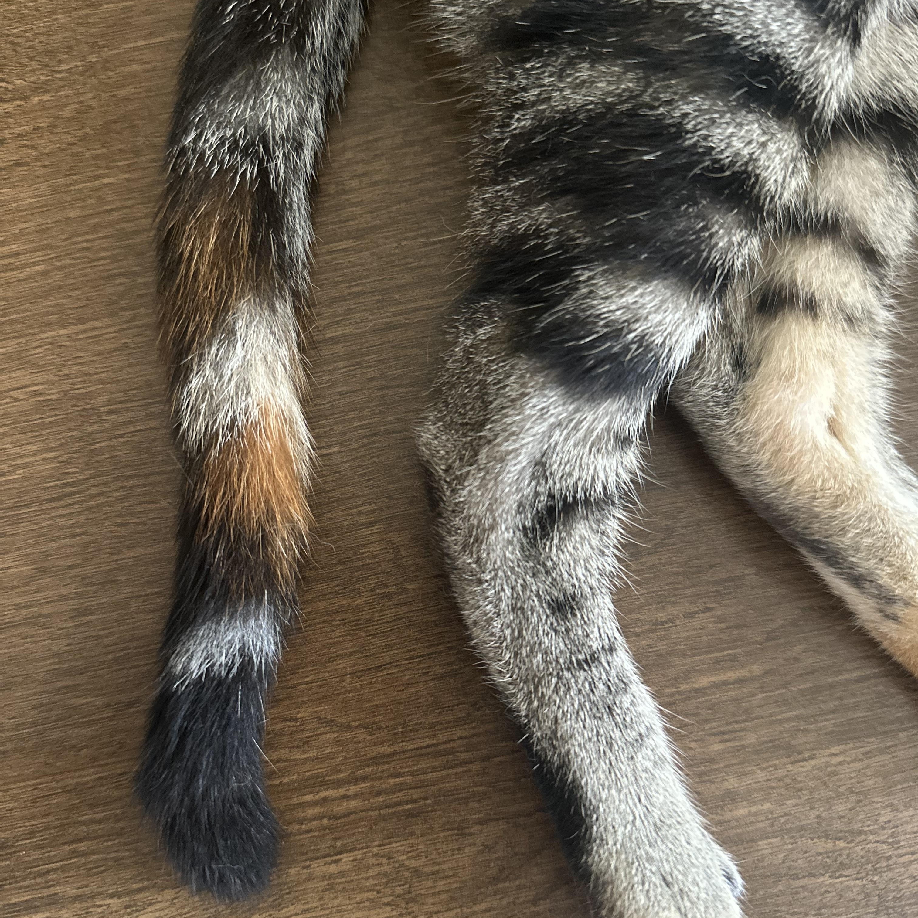 Enlarge Seraphina, a Adoptable Domestic Short Hair in Clinton, NC image 6/6