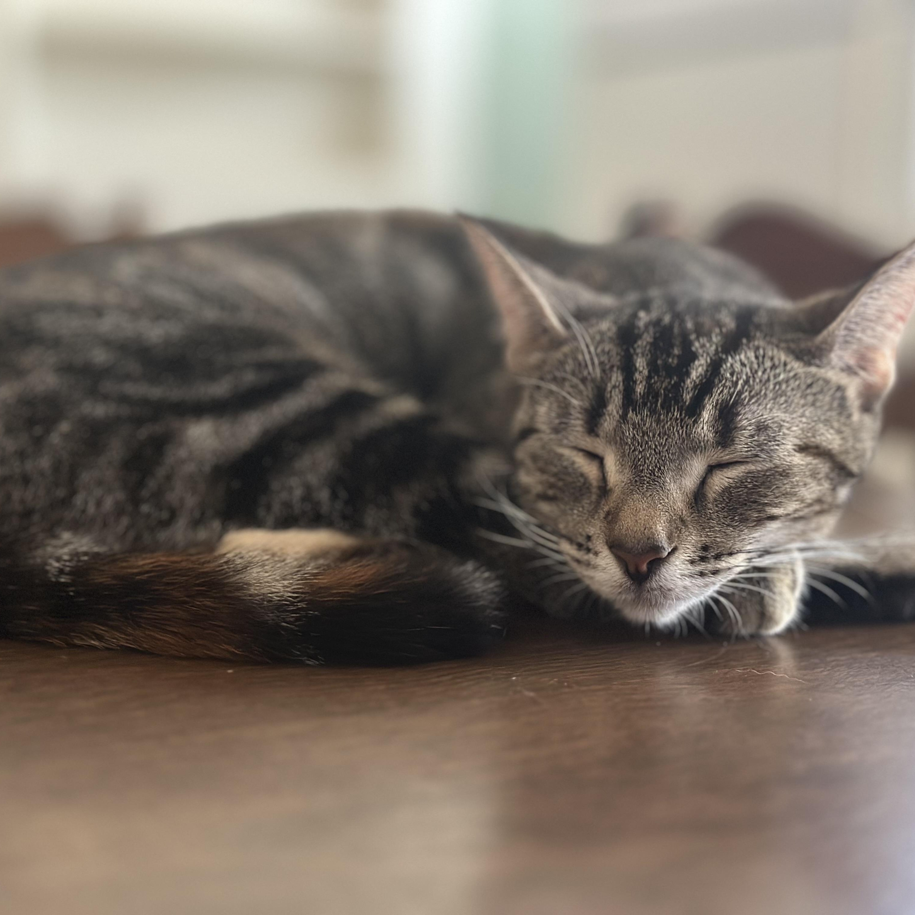 Enlarge Seraphina, a Adoptable Domestic Short Hair in Clinton, NC image 2/6