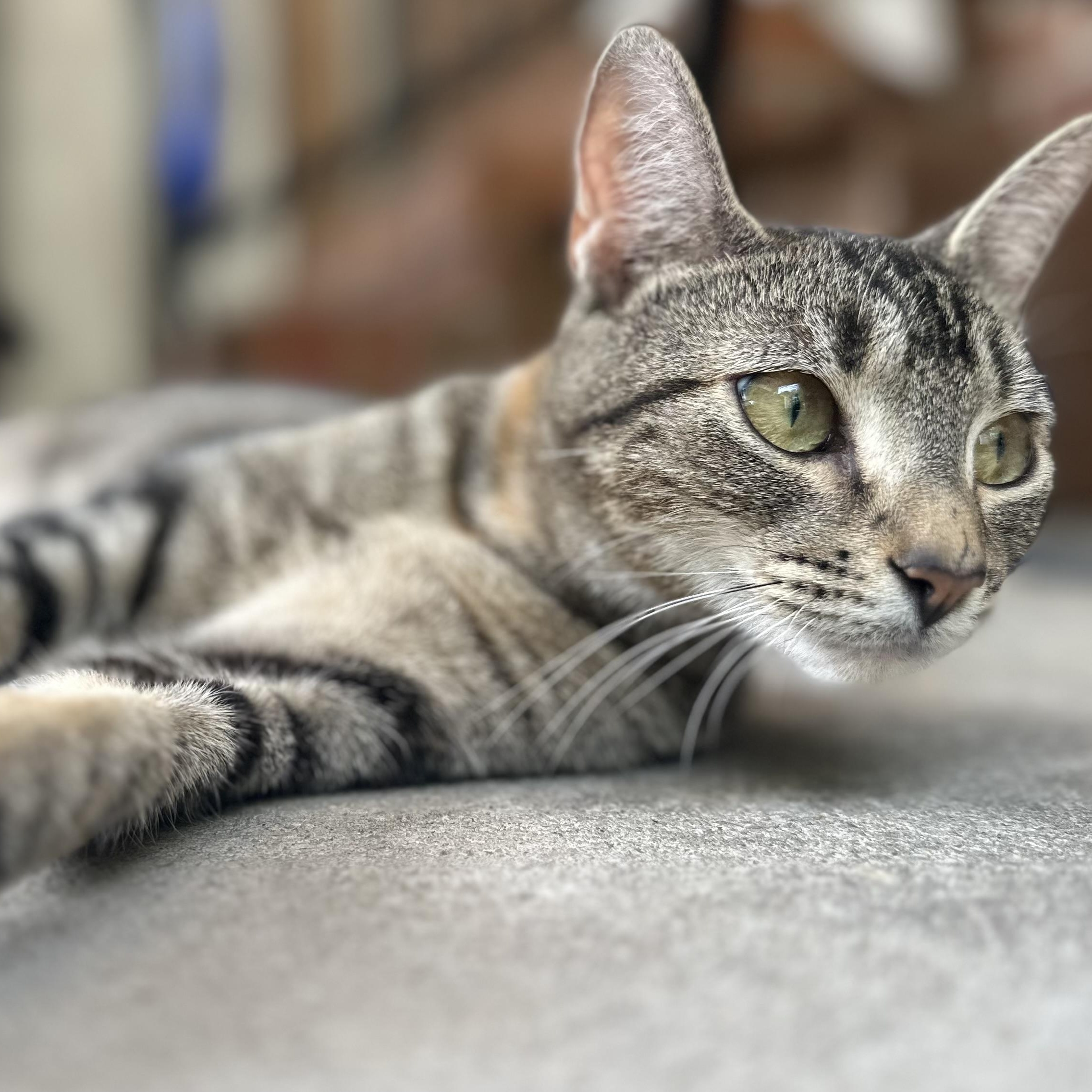Enlarge Seraphina, a Adoptable Domestic Short Hair in Clinton, NC image 1/6