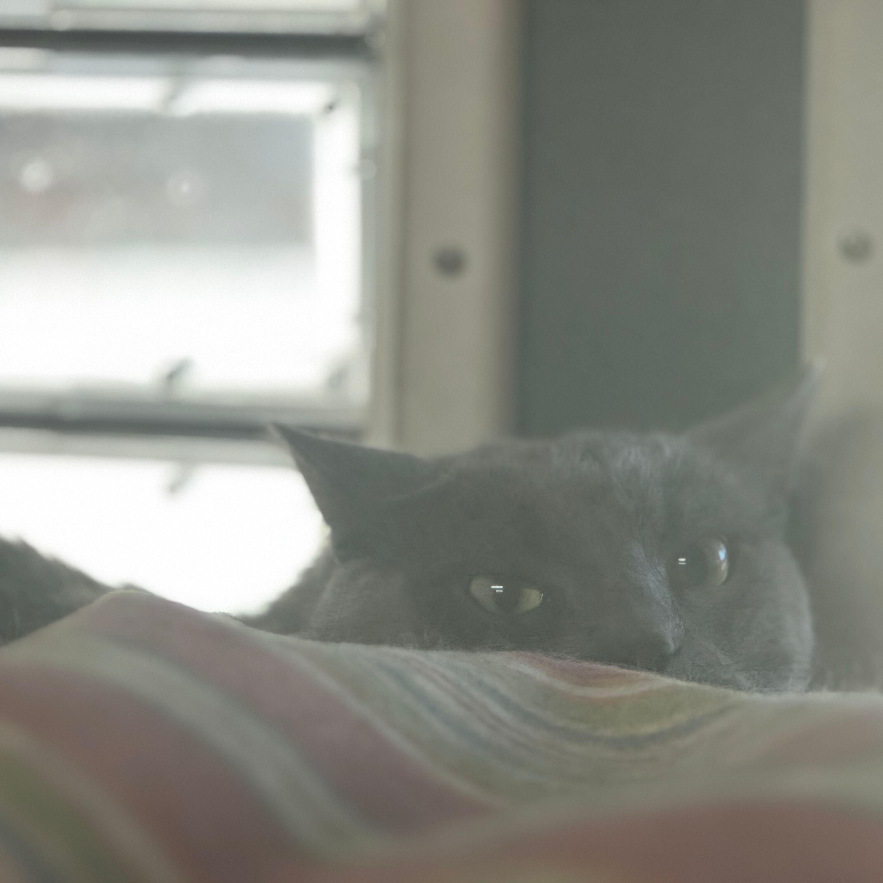 Enlarge Blueberry, a Adoptable Domestic Short Hair in Okanogan, WA image 2/2