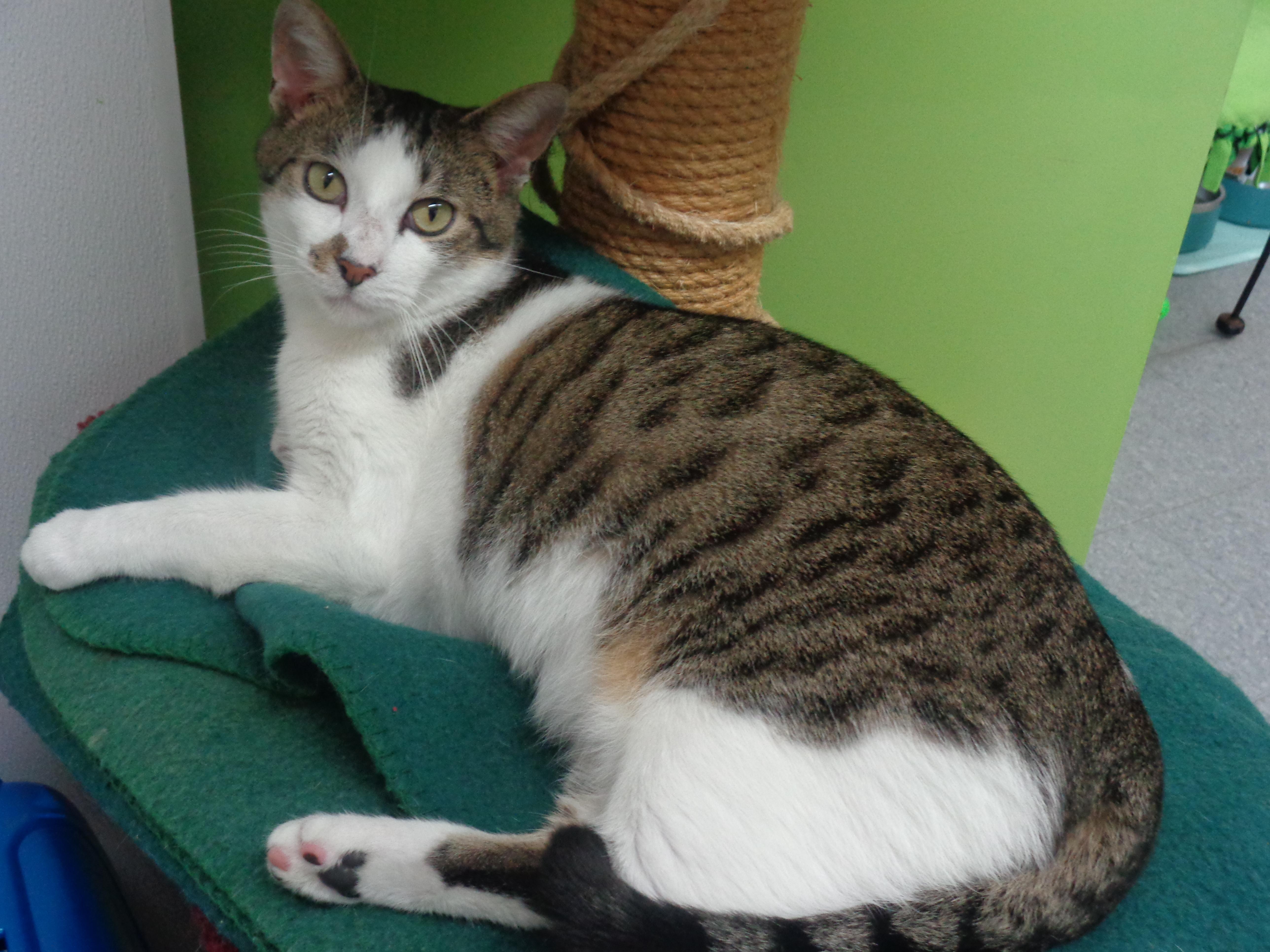 NEW MEXICO, a Adoptable Tiger in Delhi, NY image 3/6