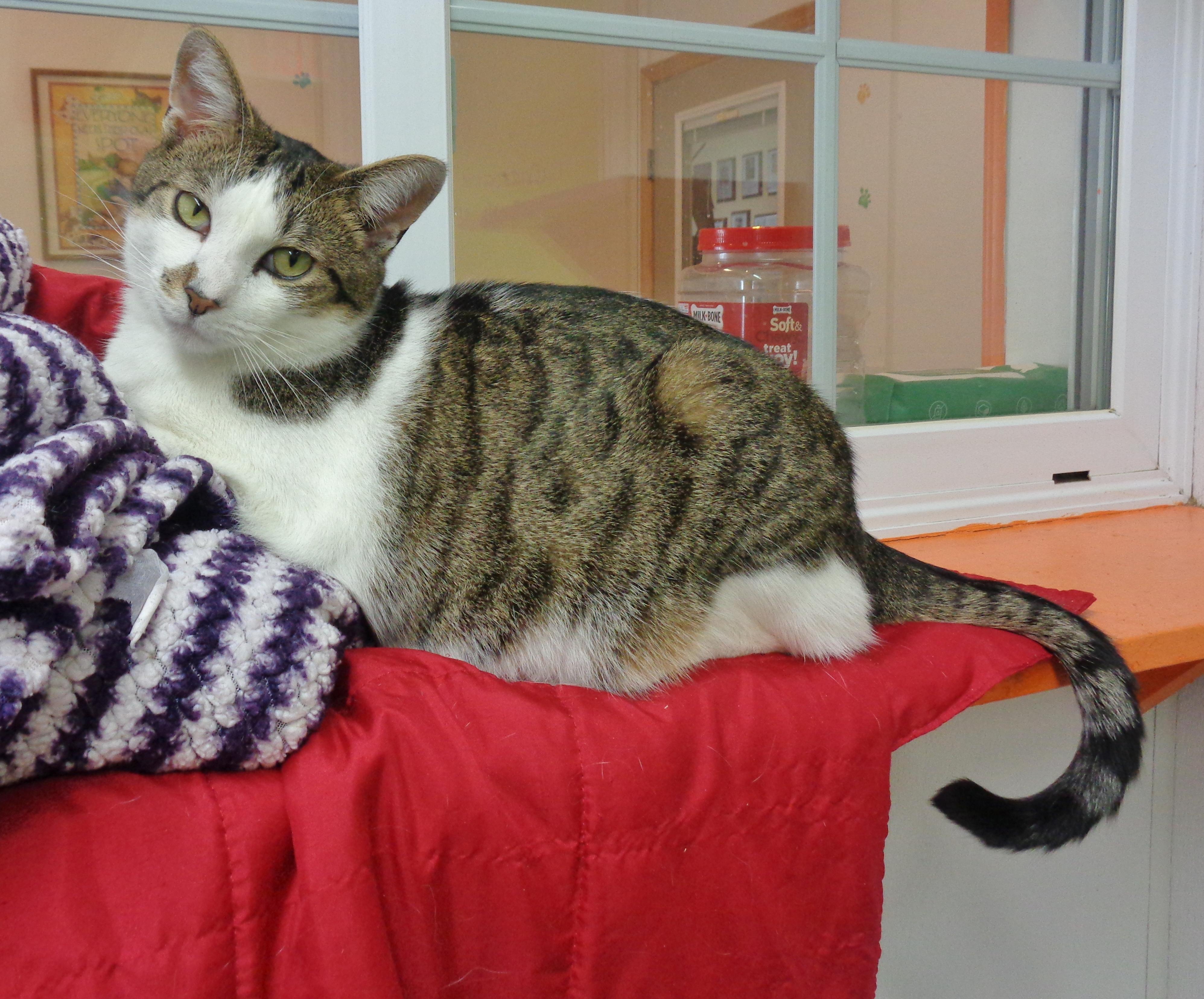 NEW MEXICO, a Adoptable Tiger in Delhi, NY image 1/6