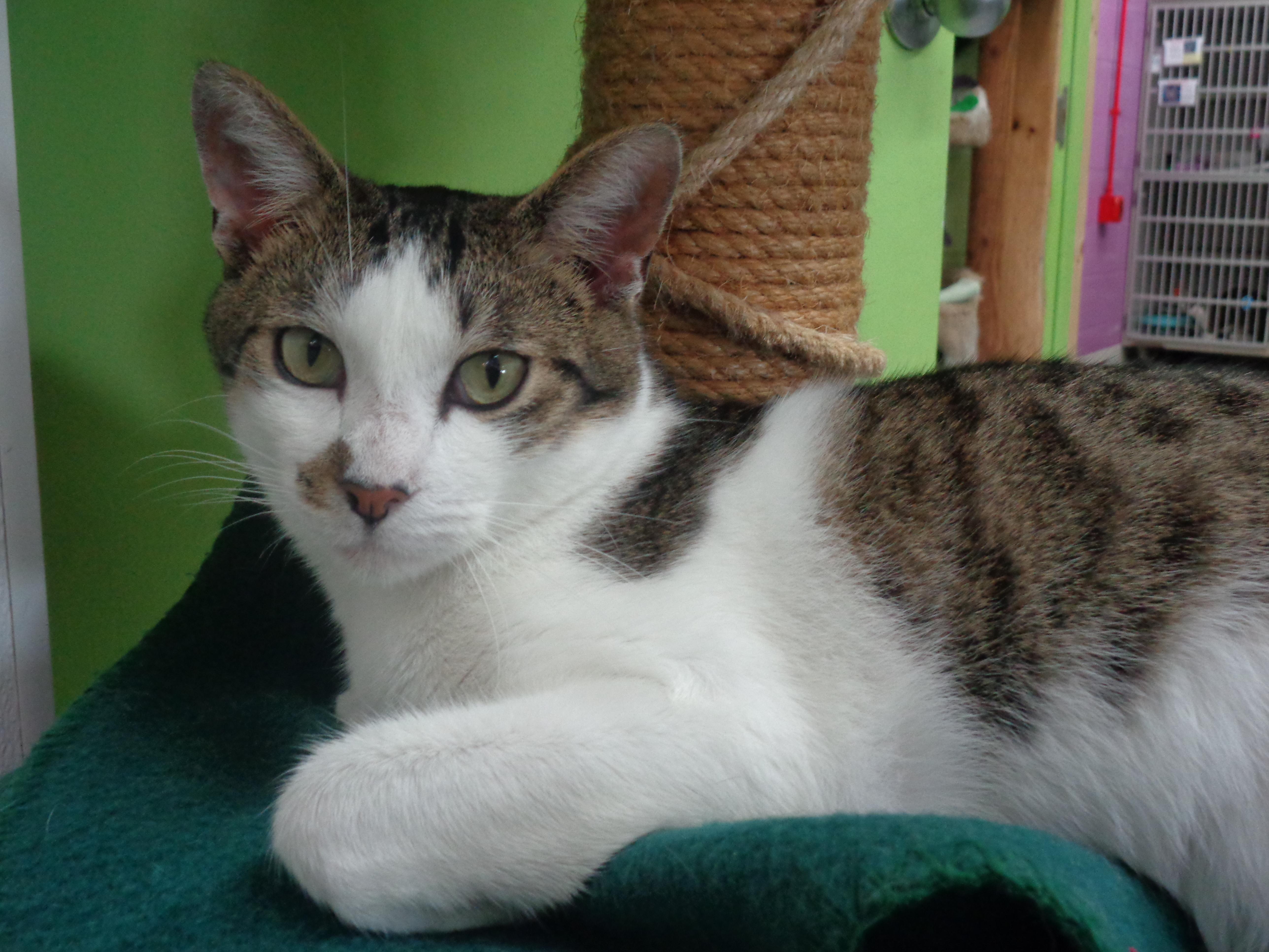 NEW MEXICO, a Adoptable Tiger in Delhi, NY image 4/6