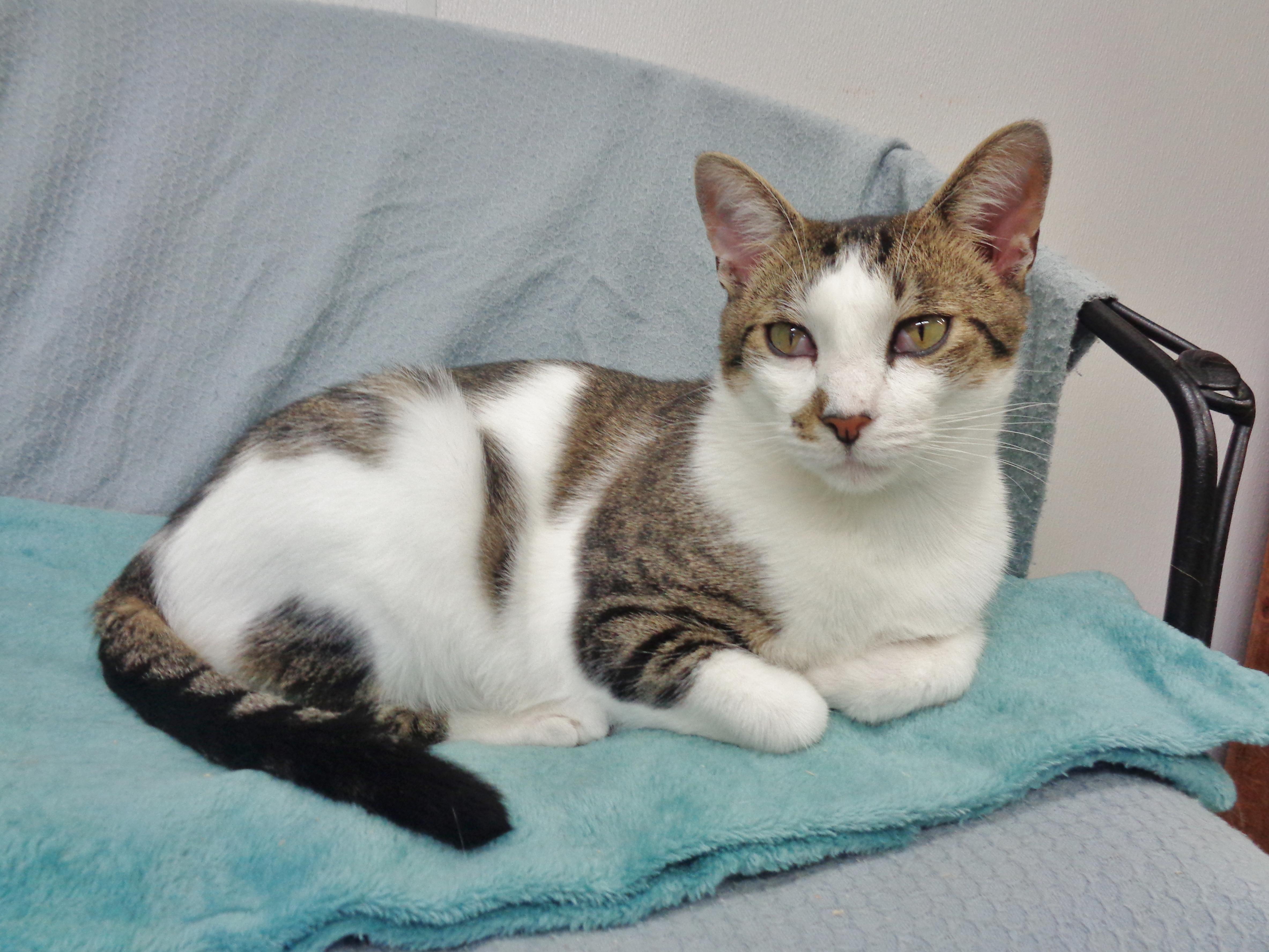 NEW MEXICO, a Adoptable Tiger in Delhi, NY image 2/6