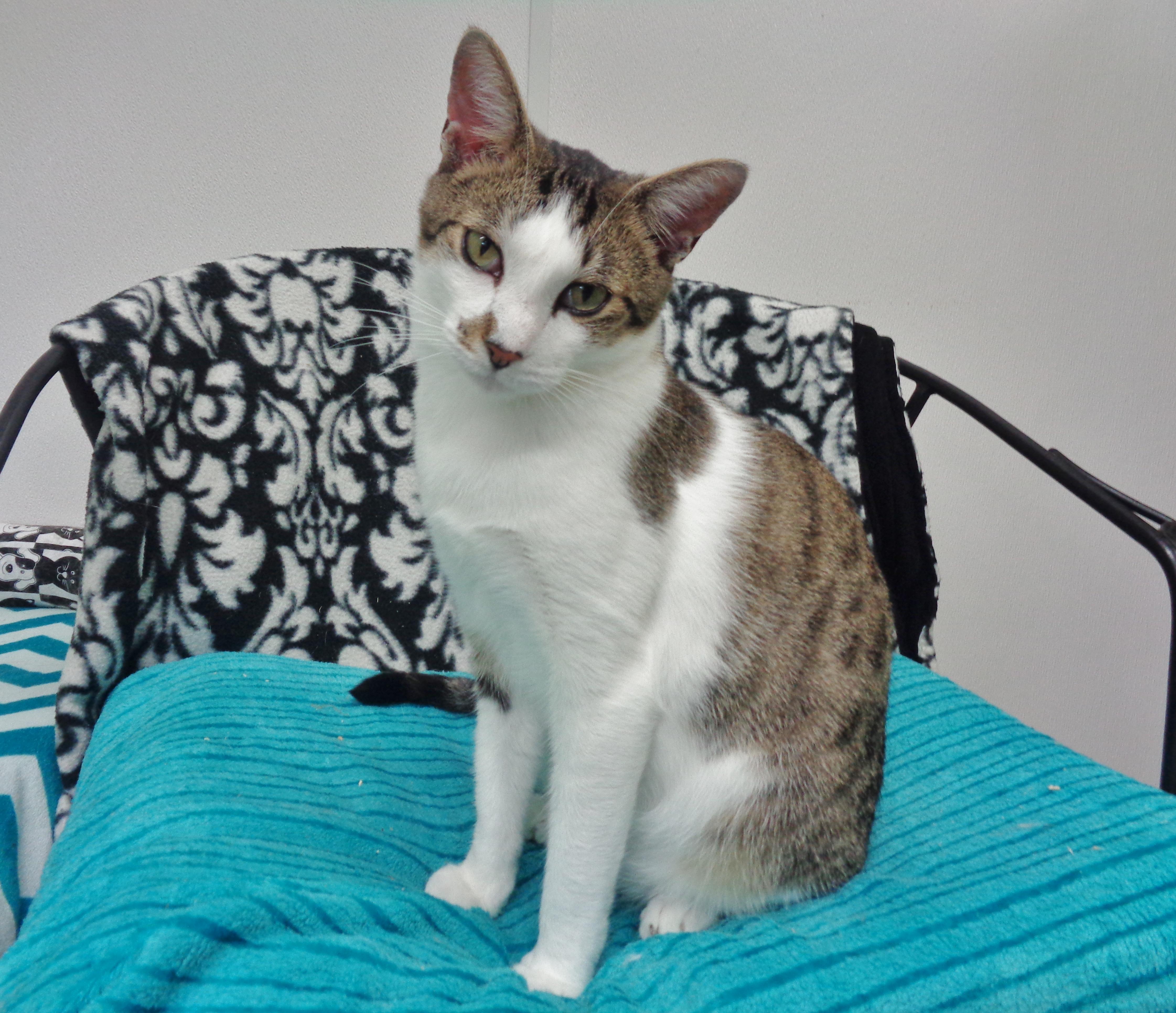 NEW MEXICO, Adoptable, Adult Male Tiger.