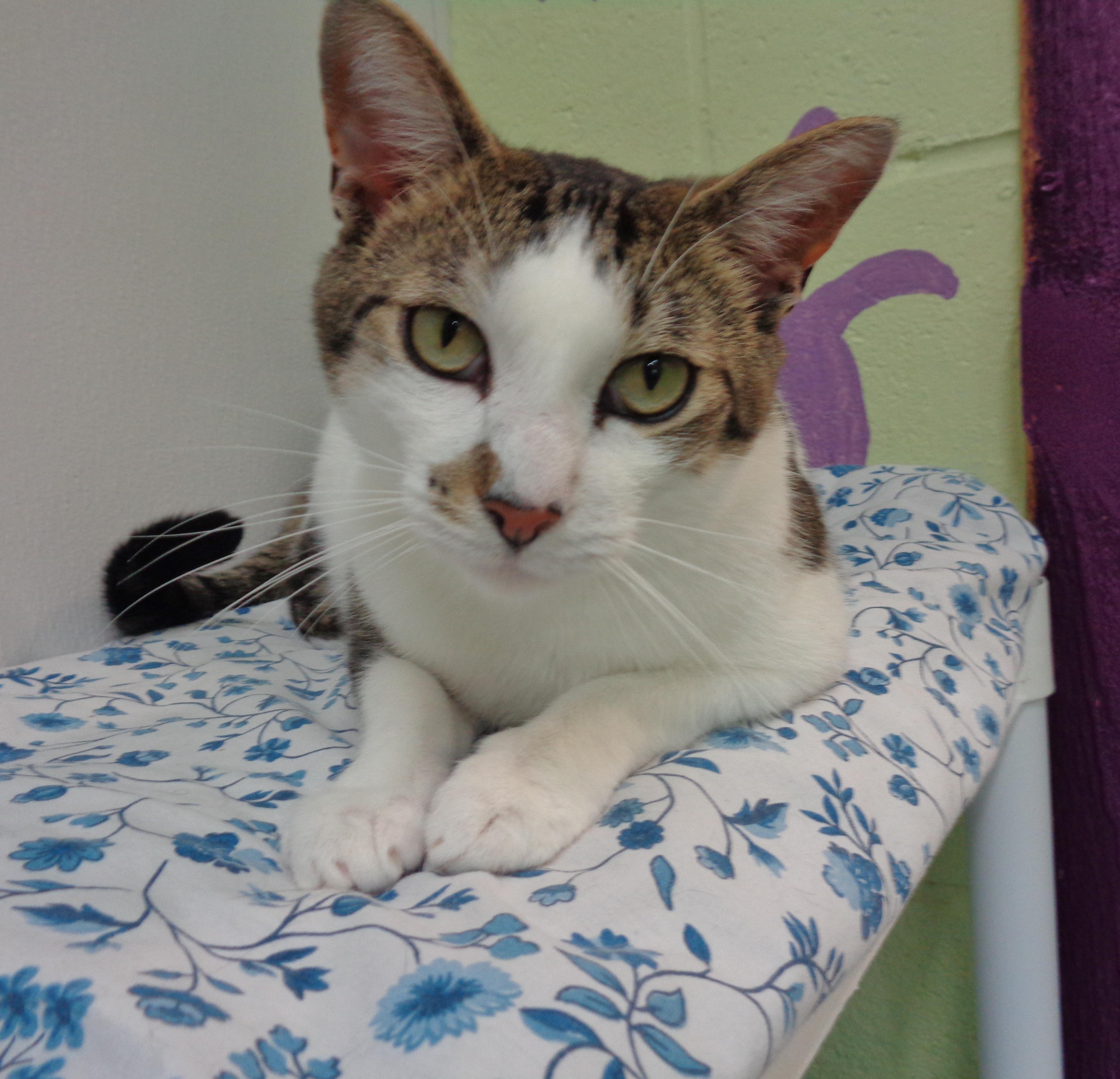 NEW MEXICO, Adoptable, Adult Male Tiger.
