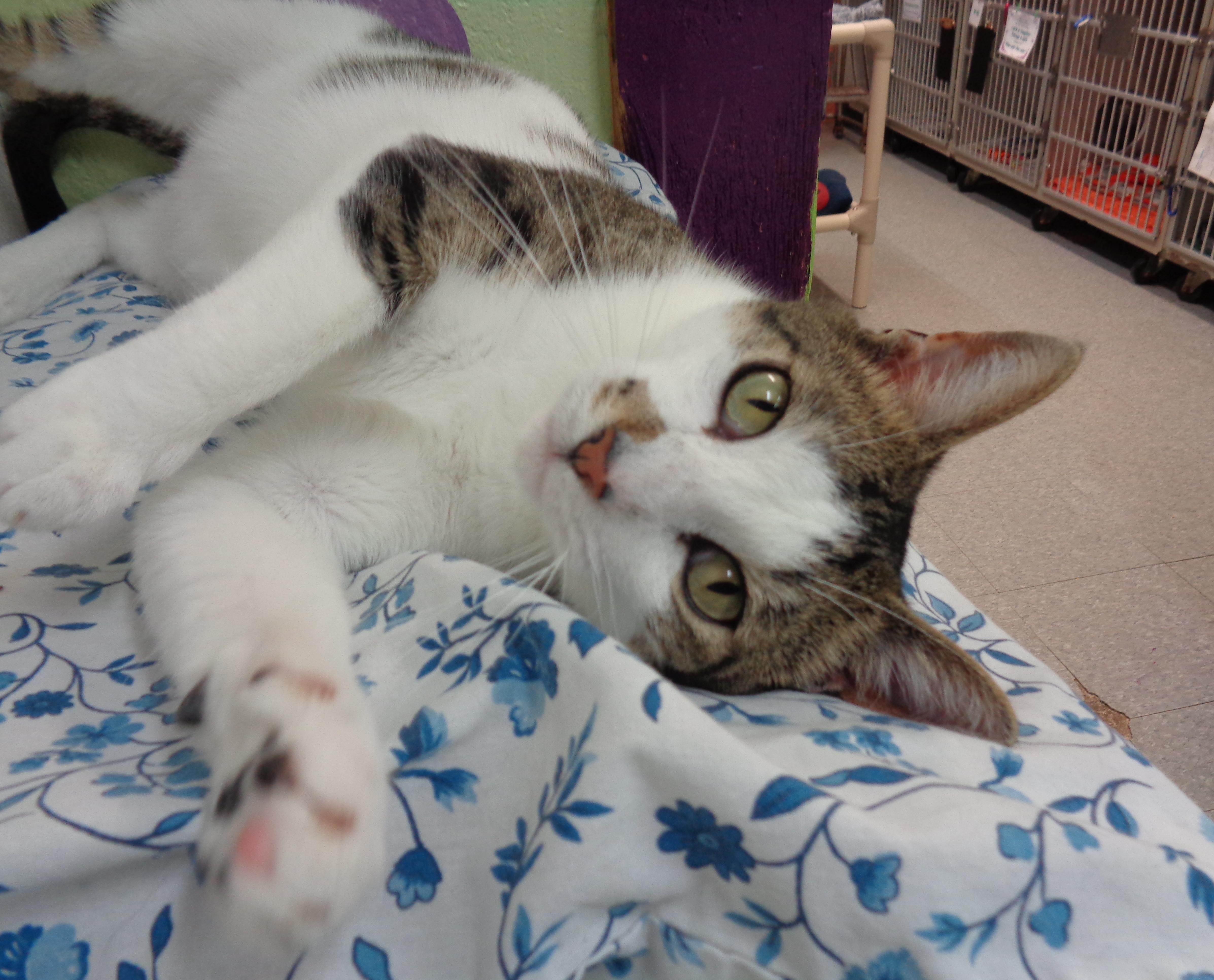 Enlarge NEW MEXICO, a Adoptable Tiger in Delhi, NY image 2/6
