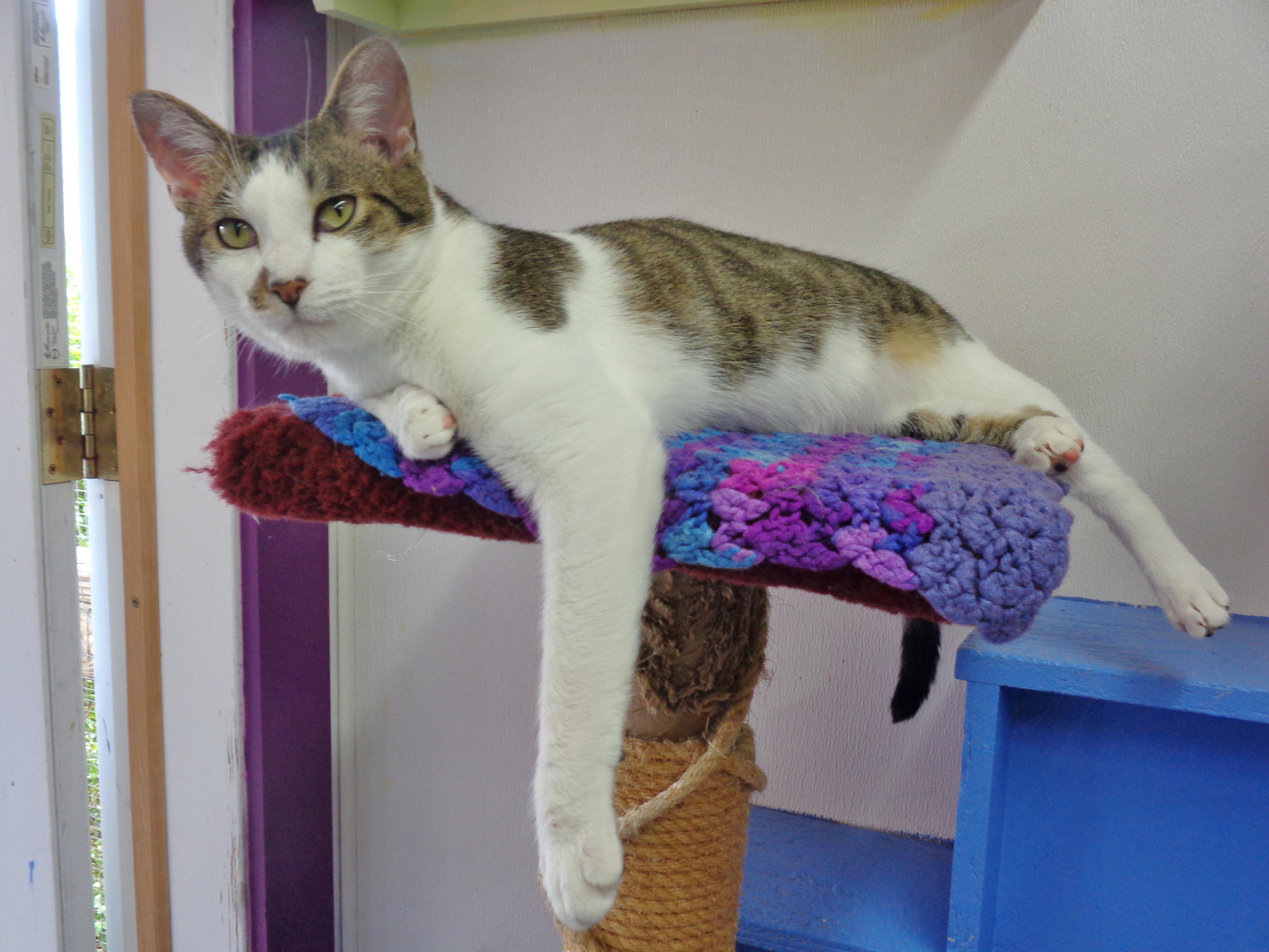 NEW MEXICO, a Adoptable Tiger in Delhi, NY image 5/6