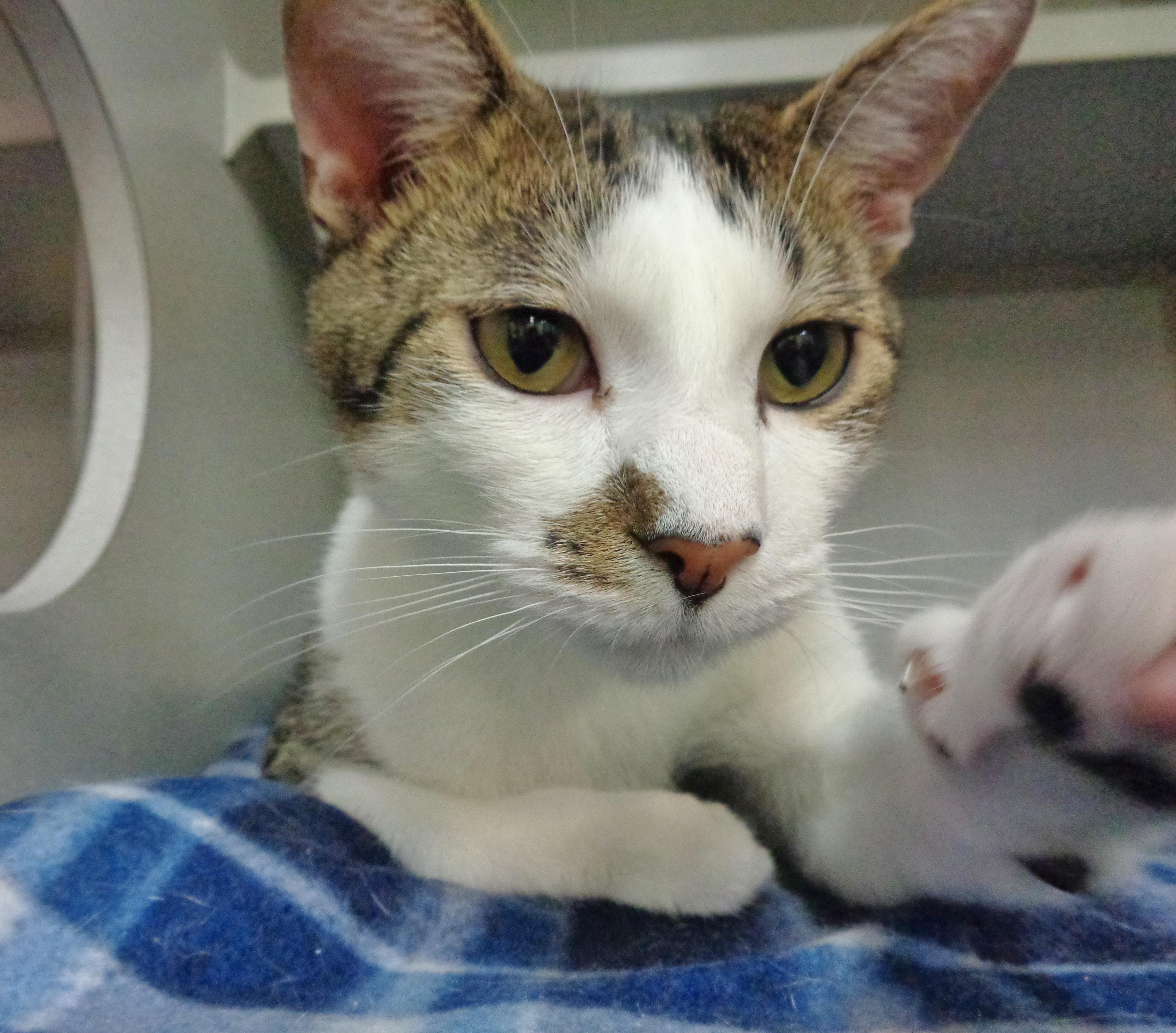 NEW MEXICO, a Adoptable Tiger in Delhi, NY image 6/6