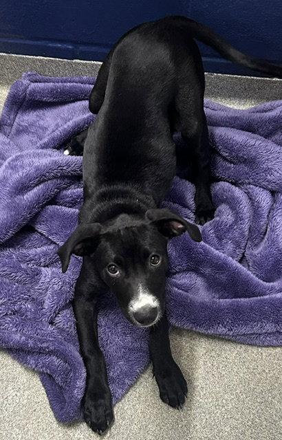 Junie 3 months female AVAILABLE 8/12, Adoptable, Young Female Labrador Retriever.