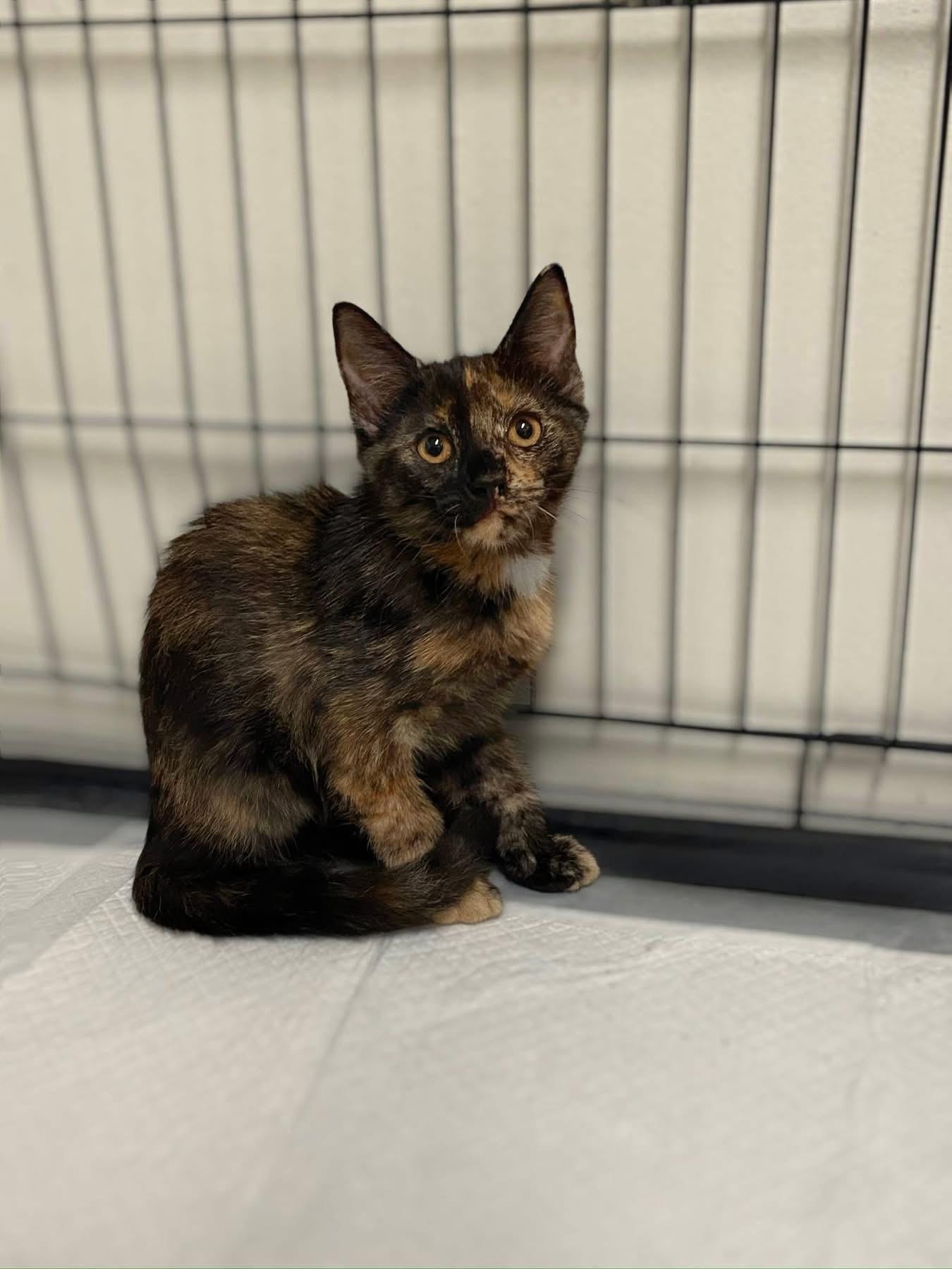 Caramel, Baby Female unknown
