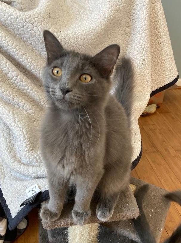 Enlarge Ash, a ADOPTABLE Domestic Short Hair in Franklinville, NJ image 1/1