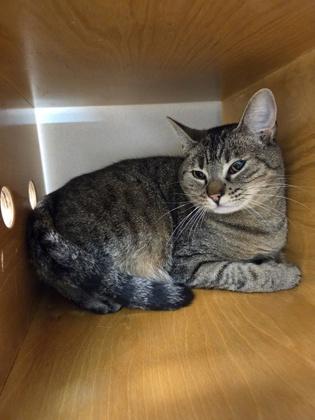 Irene, Adoptable, Adult Female Domestic Short Hair & Domestic Short Hair.