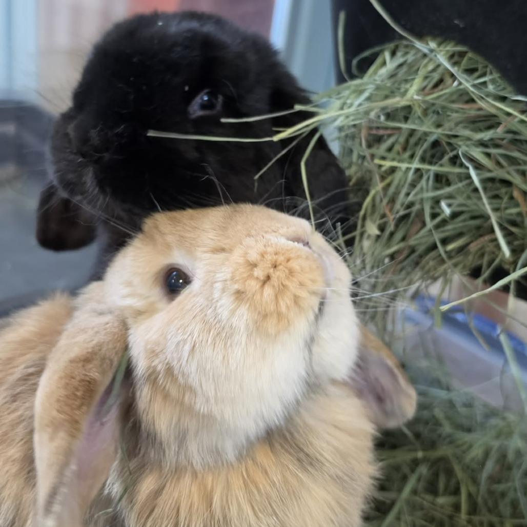 Enlarge Bo(Bonded to Bean), a Adoptable Holland Lop in Hilliard , FL image 1/1