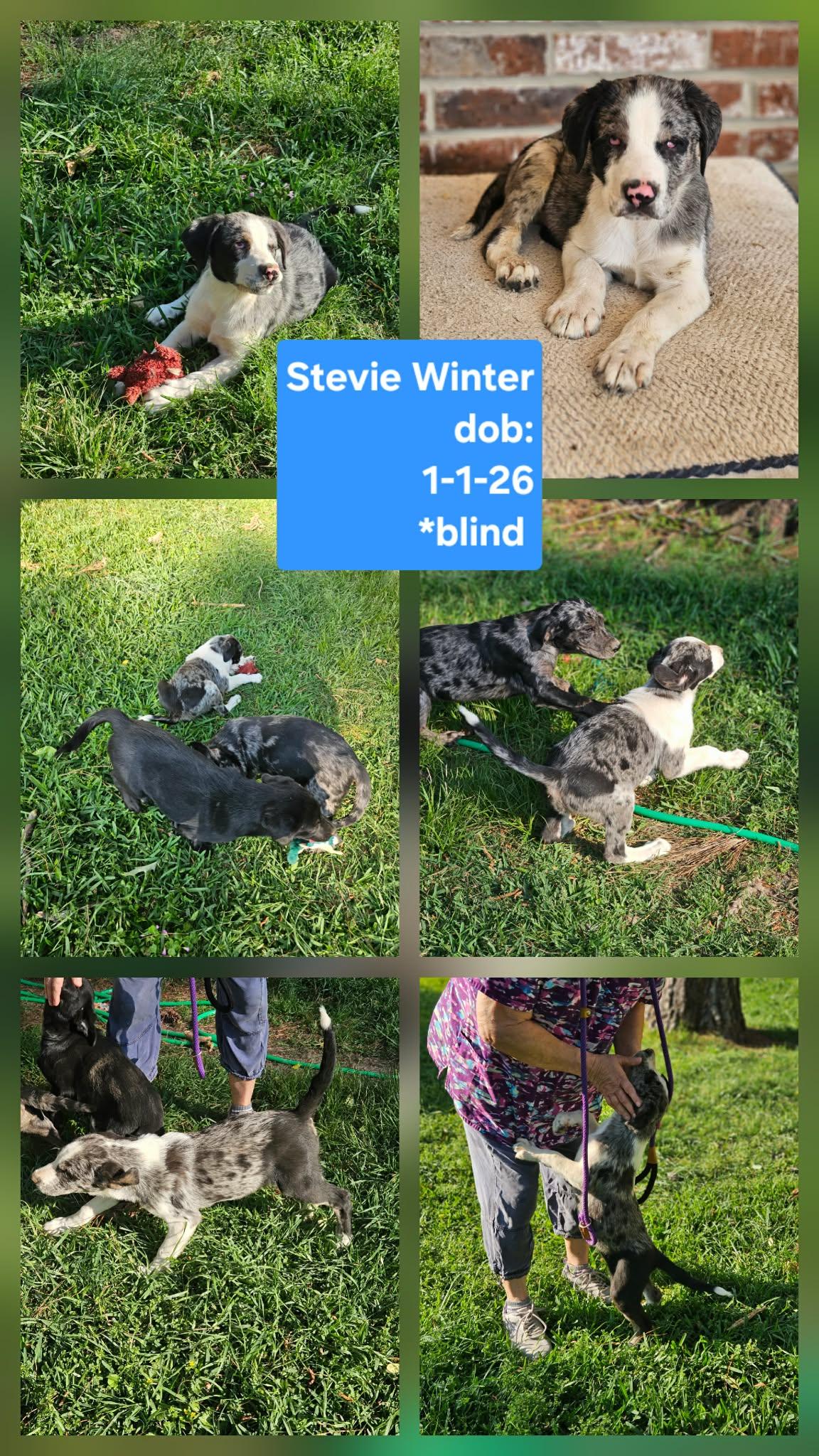 Enlarge Stevie Winter, a Adoptable Hound in Wakefield, RI image 2/3