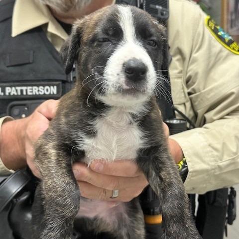 Spyros, Adoptable, Puppy Male Pit Bull Terrier.