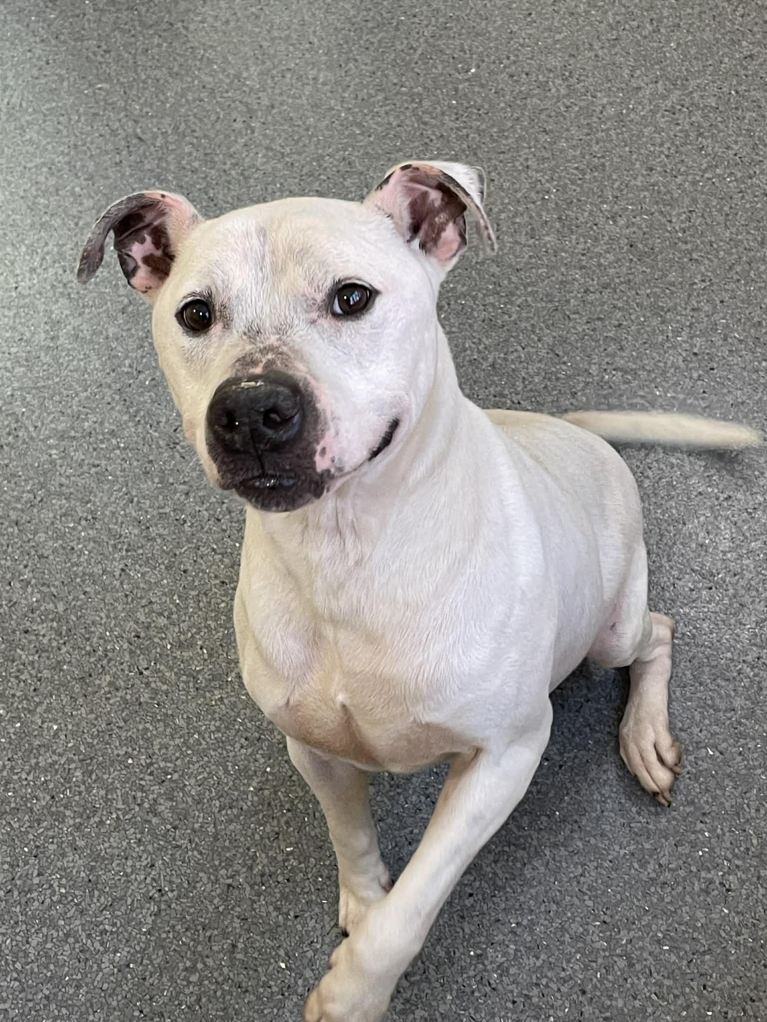 Shane, Adoptable, Adult Male Pit Bull Terrier.