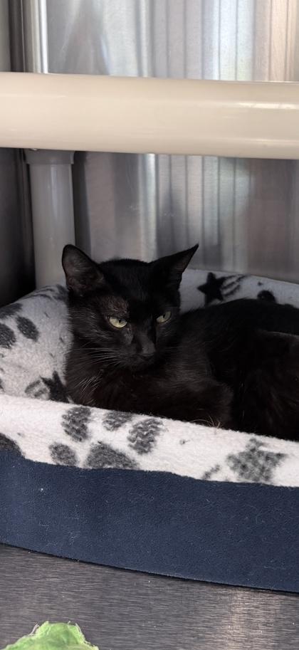 Talladega, Adoptable, Adult Female Domestic Short Hair & Domestic Short Hair.