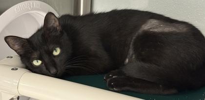 Talladega, a Adoptable mixed breed in Venice, FL image 2/3