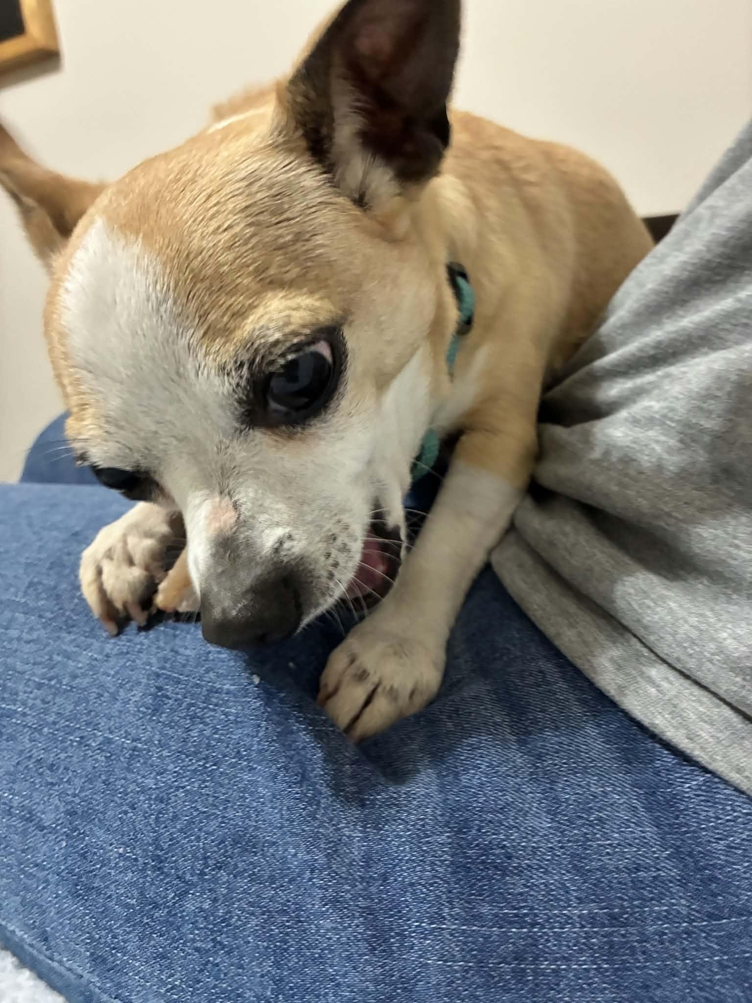 Enlarge Chaz, a Adoptable Chihuahua in Maybrook, NY image 5/6