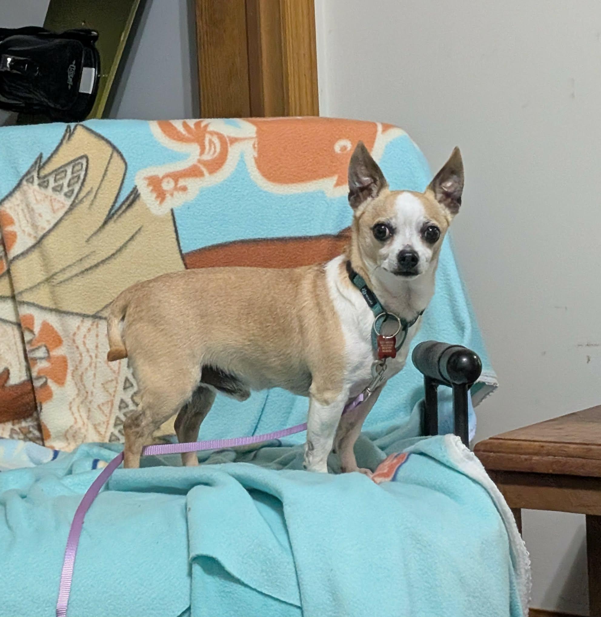 Enlarge Chaz, a Adoptable Chihuahua in Maybrook, NY image 3/6