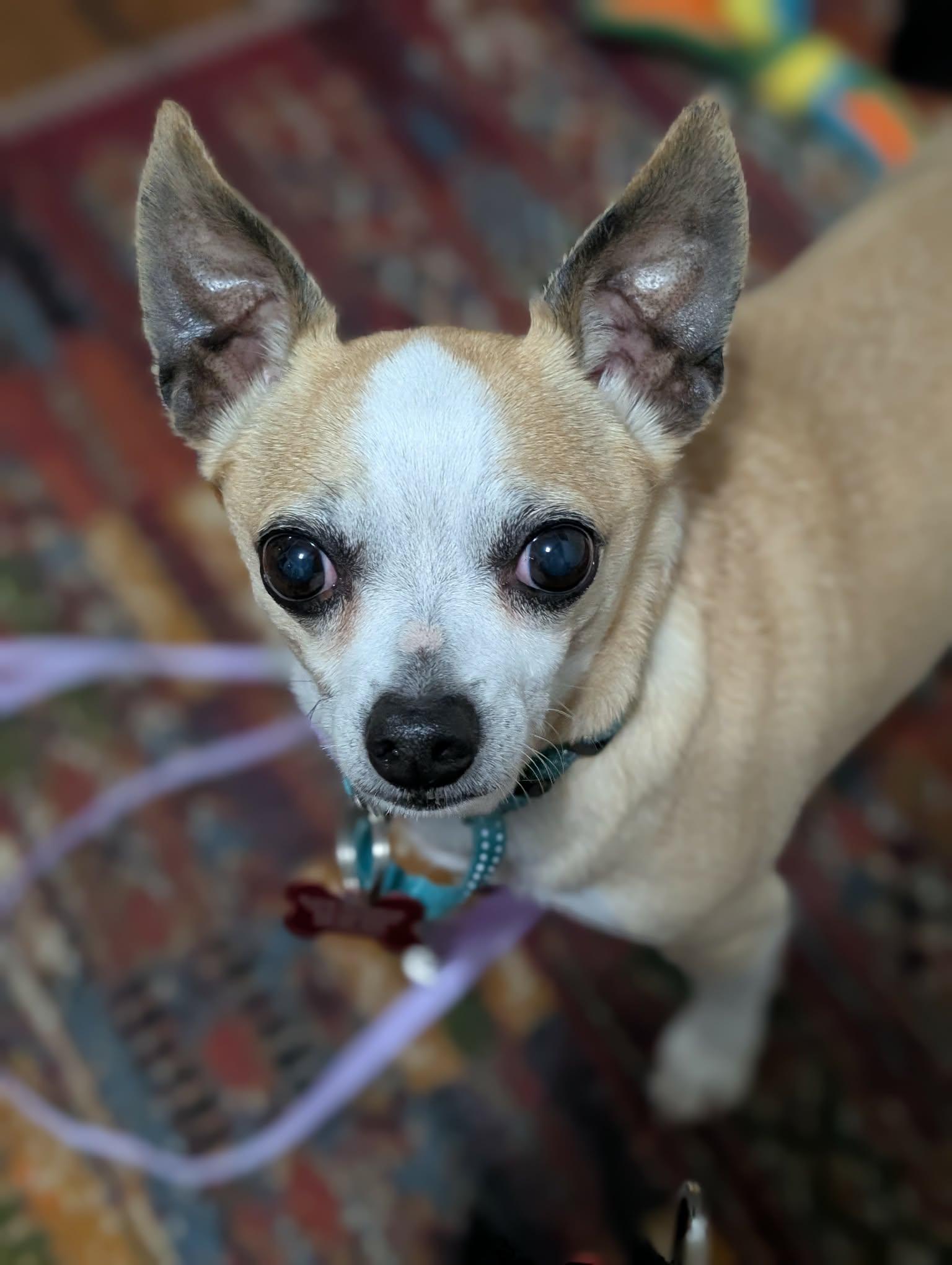 Enlarge Chaz, a Adoptable Chihuahua in Maybrook, NY image 1/6