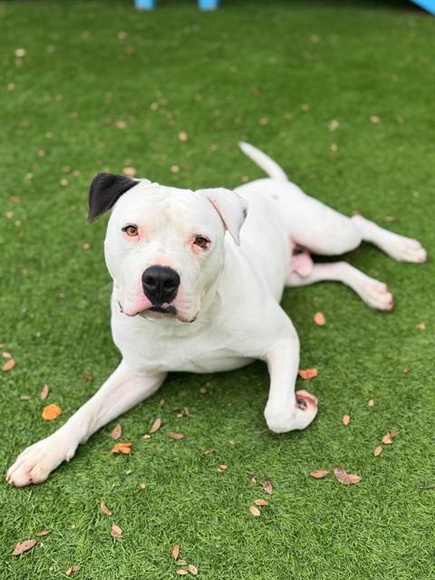 Enlarge SIR CHARLES, a Adoptable mixed breed in Agoura, CA image 1/1
