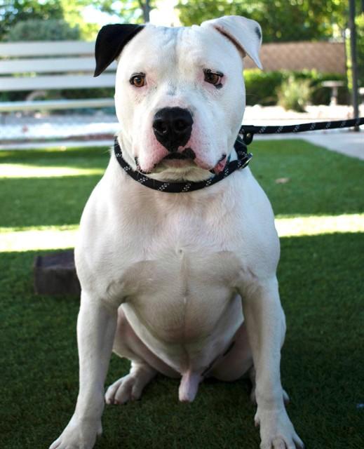 SIR CHARLES, Adoptable, Adult Male American Bulldog & Pit Bull Terrier.