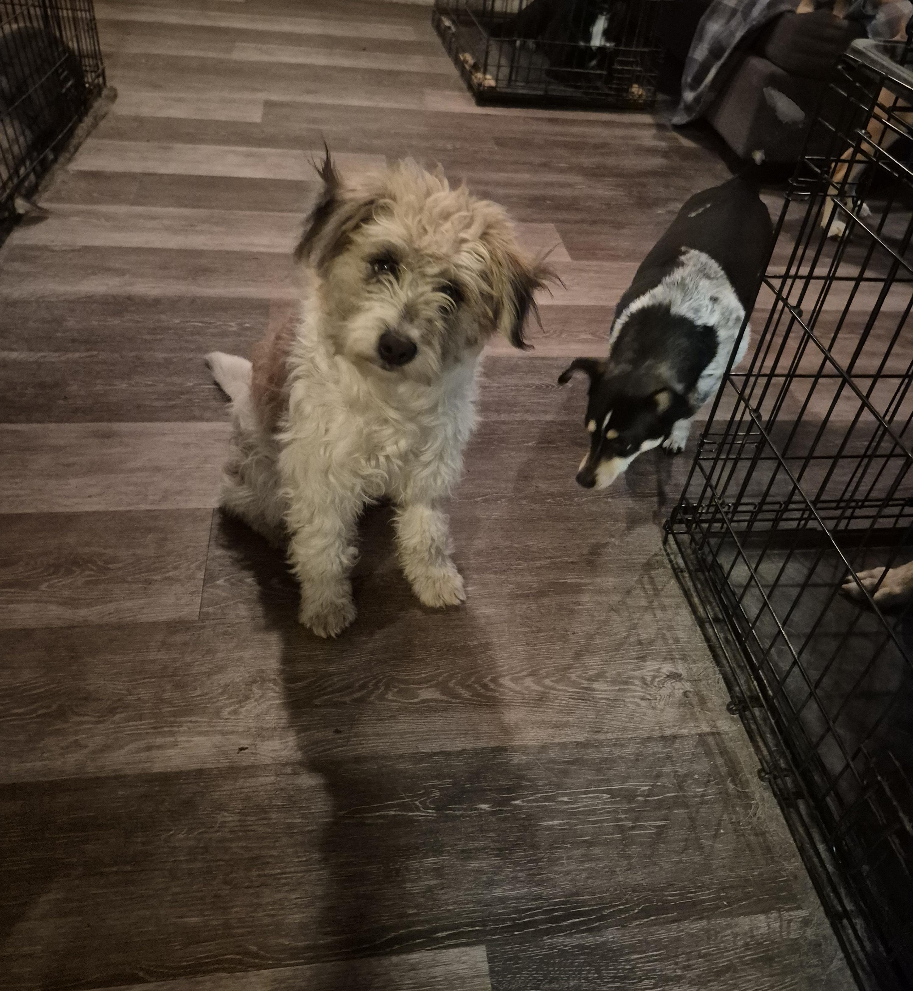 Blair, adoptable, Adult Female Mixed Breed.