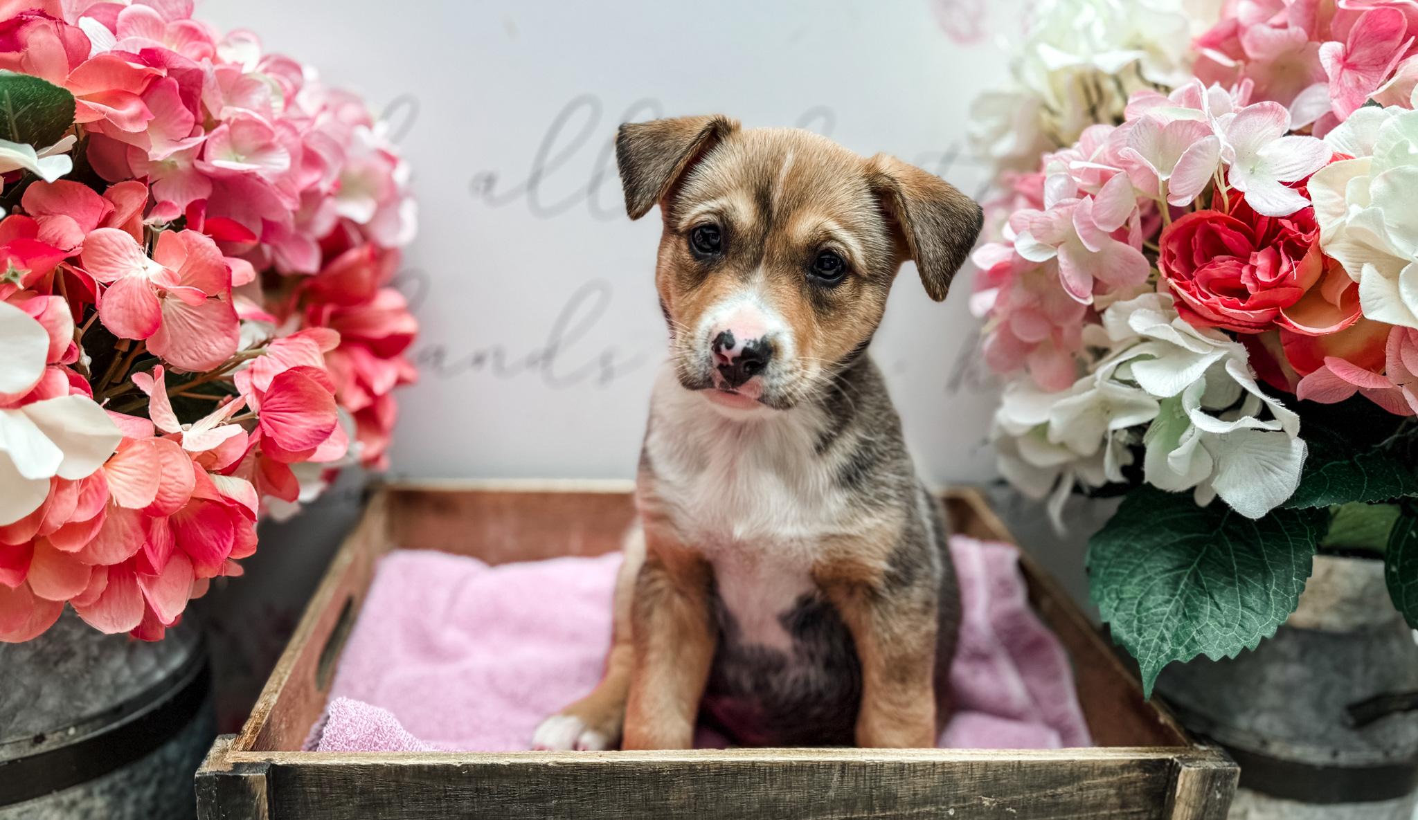 Enlarge Chestnut, a Adoptable mixed breed in Newberg, OR image 1/2