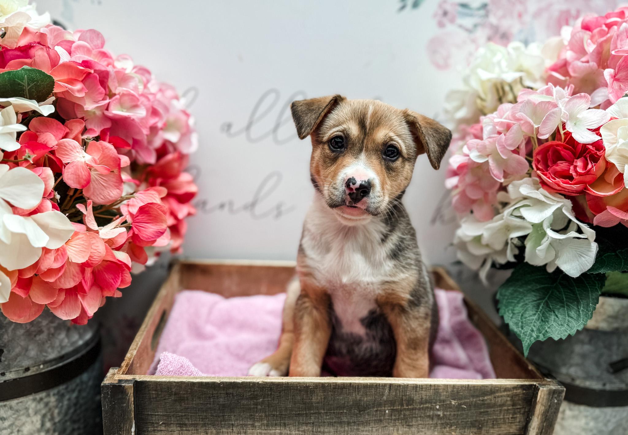 Enlarge Chestnut, a Adoptable mixed breed in Newberg, OR image 2/2