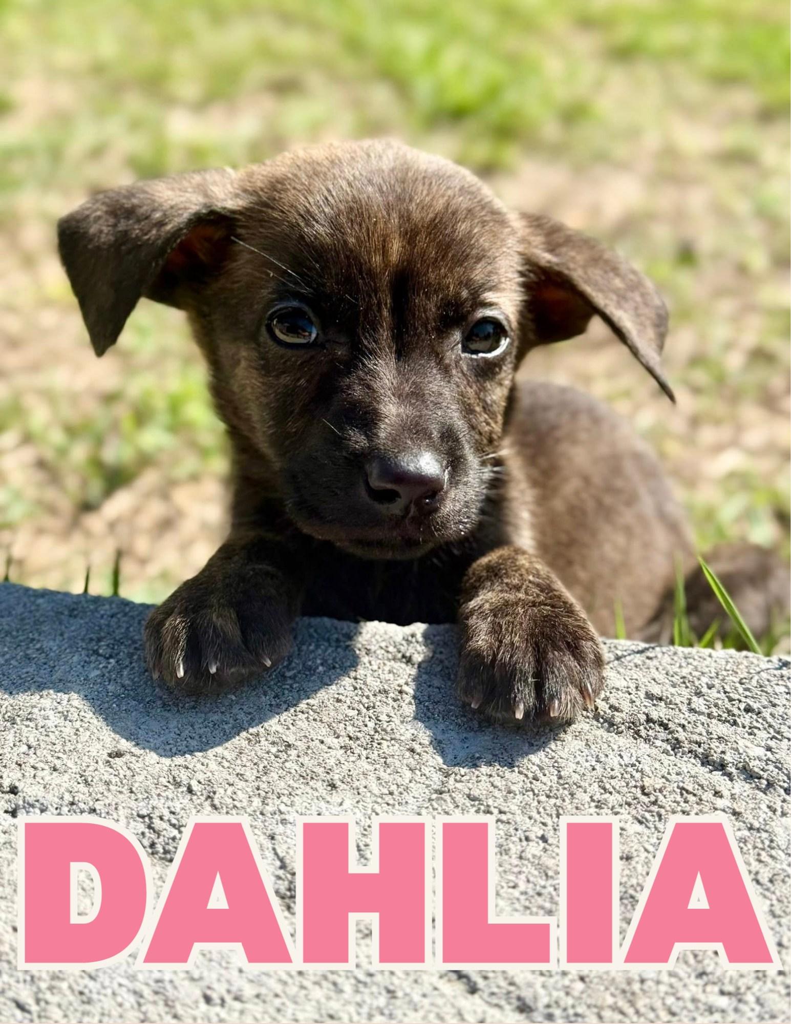 Enlarge Dahlia, an adopted mixed breed in Shalimar, FL image 1/1