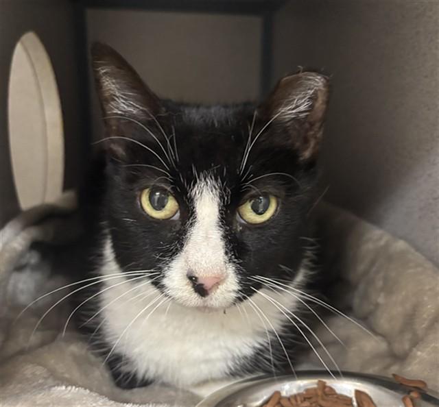 Enlarge PRUDENCE, a Adoptable Domestic Short Hair in Aliquippa, PA image 1/1