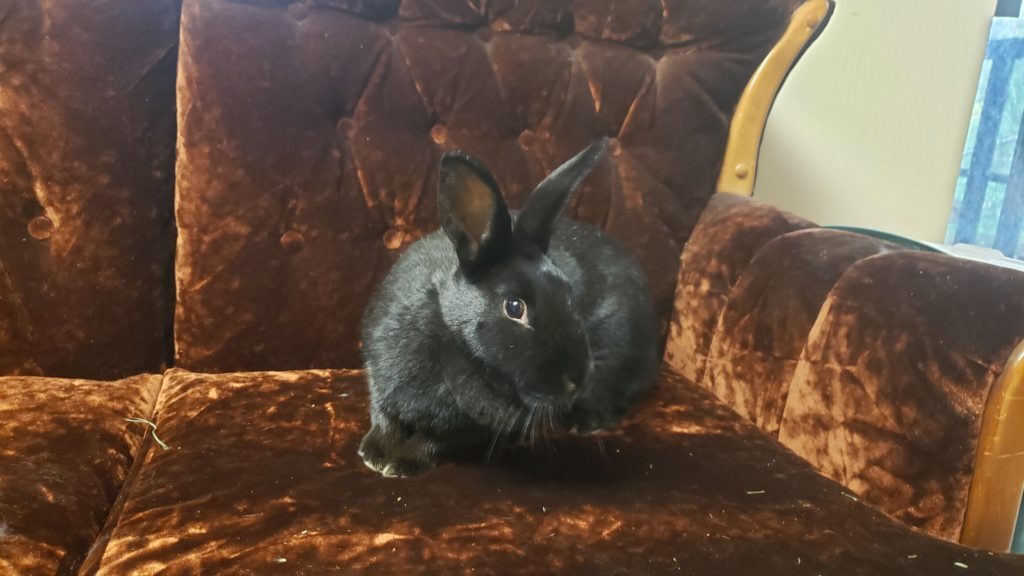 Maddie, Adoptable, Adult Female Bunny Rabbit.