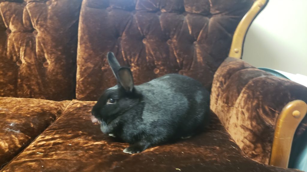 Enlarge Maddie, a Adoptable mixed breed in Vancouver, BC image 2/12