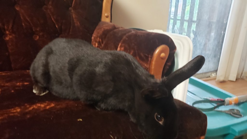 Enlarge Maddie, a Adoptable mixed breed in Vancouver, BC image 3/12