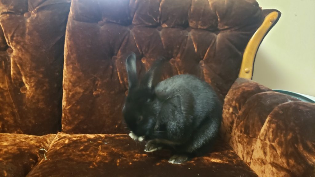 Rabbit for adoption - Maddie, a Bunny Rabbit Mix in Vancouver, BC ...