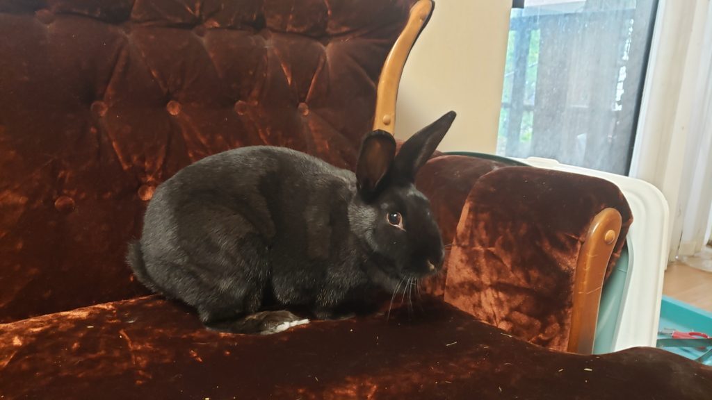 Maddie, Adoptable, Adult Female Bunny Rabbit.