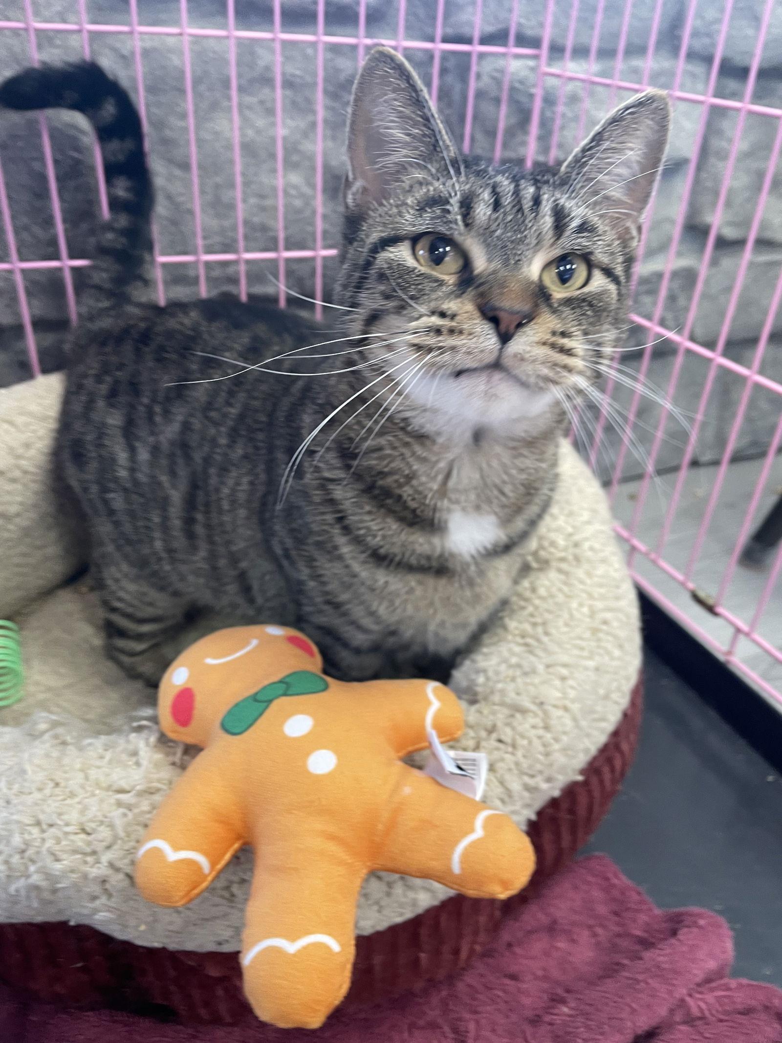 Nancy, Adoptable, Adult Female Tabby & Domestic Short Hair.