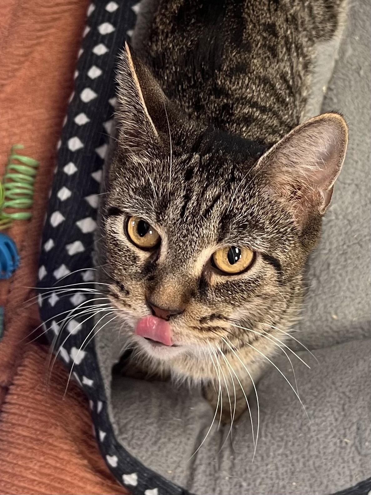 Nancy, Adoptable, Adult Female Tabby & Domestic Short Hair.