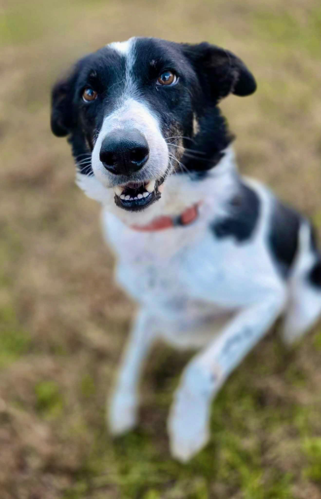 Enlarge Jethro, a Adoptable mixed breed in O'Fallon, MO image 6/6
