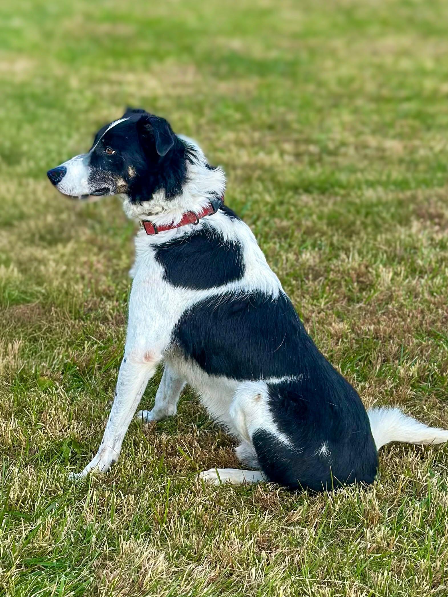Enlarge Jethro, a Adoptable mixed breed in O'Fallon, MO image 2/6