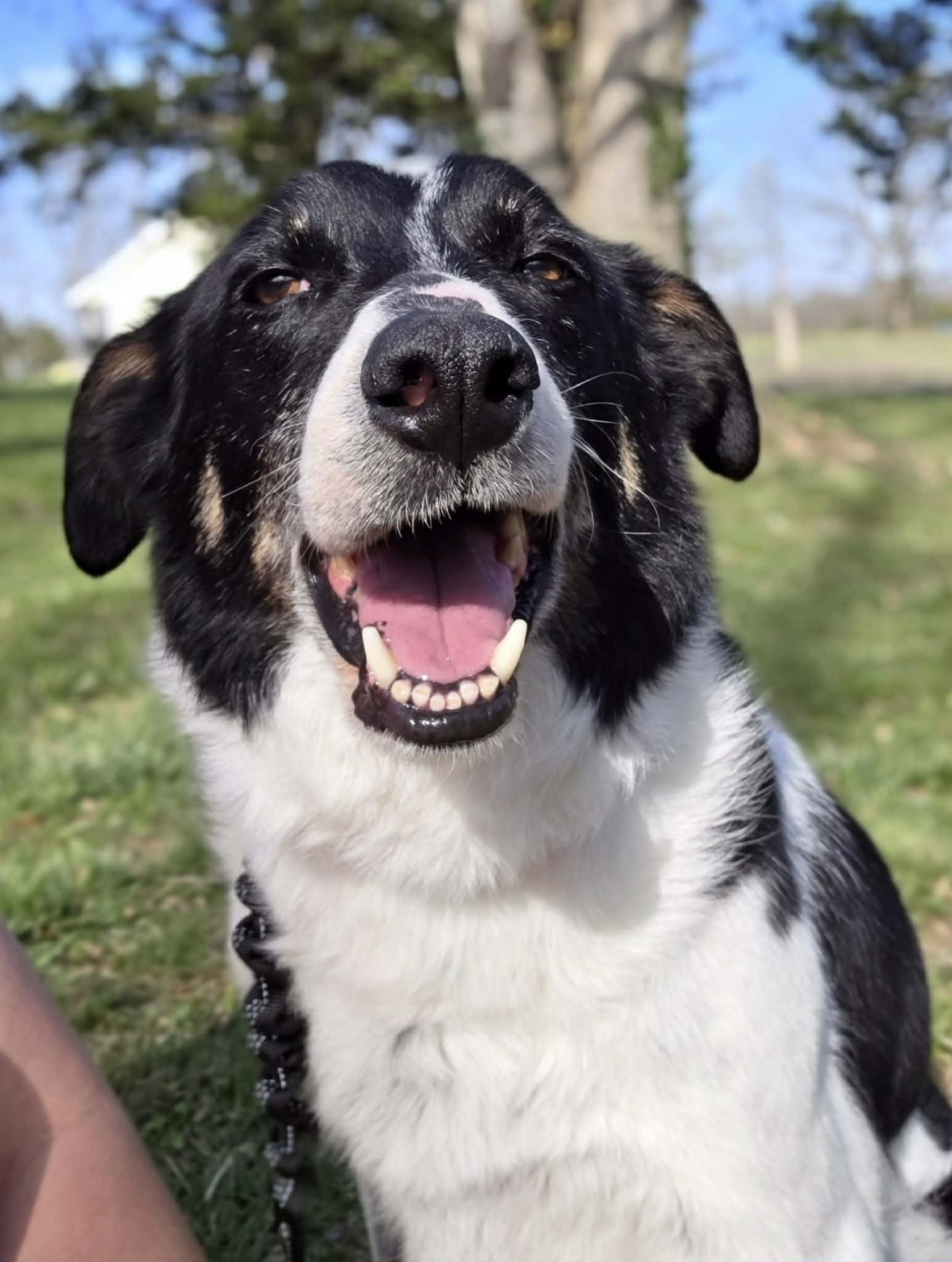 Enlarge Jethro, a Adoptable mixed breed in O'Fallon, MO image 5/6